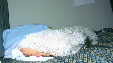 Snapshot of latinincognito chatting on February 4, 2026, 6:52 am latinincognito online show from February 4, 2026, 6:52 am