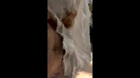 Snapshot of lemonsssonly chatting on September 12, 2025, 12:33 am lemonsssonly online show from September 12, 2025, 12:33 am