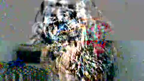 lolita online show from December 17, 2024, 5:04 pm