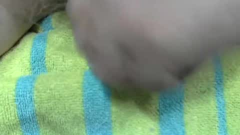 LilTonyPA online show from January 21, 2025, 6:45 pm