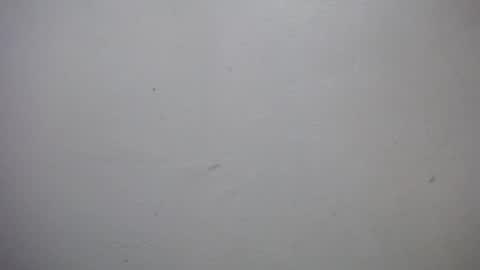 Snapshot of lisa_branch chatting on January 7, 2026, 7:05 pm lisa_branch online show from January 7, 2026, 7:05 pm