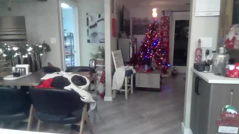 logan_rex_3 online show from January 7, 2026, 7:11 am