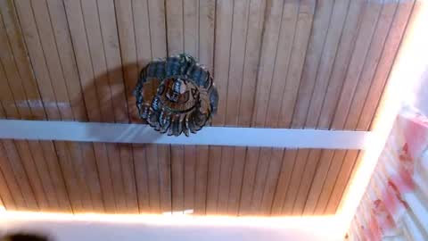 Bella Maidi online show from February 22, 2025, 12:08 pm