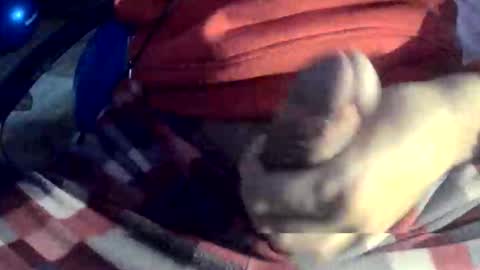 Shadow online show from January 19, 2026, 7:34 am