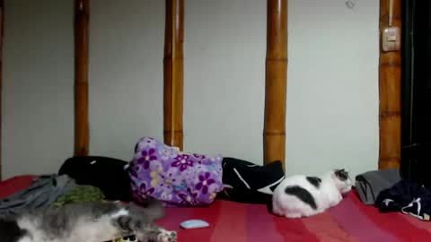 Mia  Sam online show from March 22, 2026, 12:25 am