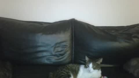 MilaGabor online show from January 16, 2026, 7:18 pm