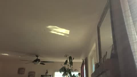 Monkee Dance online show from November 18, 2025, 9:19 pm