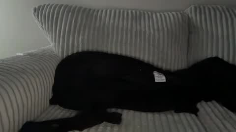 Mr Ryan Voss online show from December 30, 2024, 10:01 pm