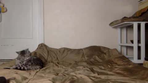 Muse Ali  online show from December 4, 2024, 11:41 am