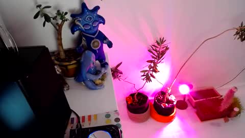 Muse Ali  online show from December 31, 2024, 2:14 pm