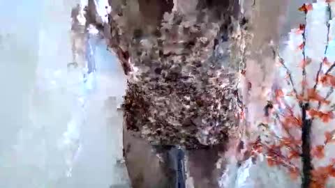 Snapshot of nerii11i chatting on January 15, 2026, 7:46 am Crystal New online show from January 15, 2026, 7:46 am