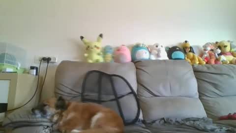 Snapshot of nikeair305 chatting on January 18, 2026, 7:34 am Brian and Logan Brogan online show from January 18, 2026, 7:34 am