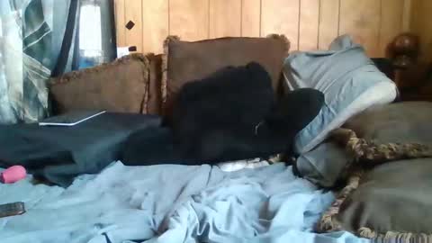 Noliana online show from November 24, 2025, 5:12 pm