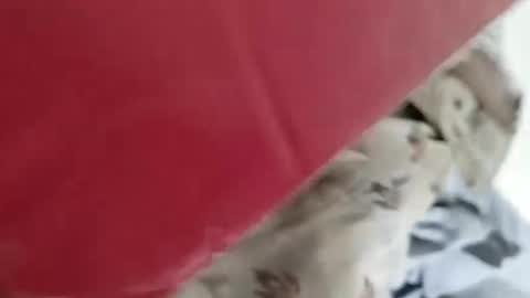 sim  nib online show from January 4, 2025, 5:16 am