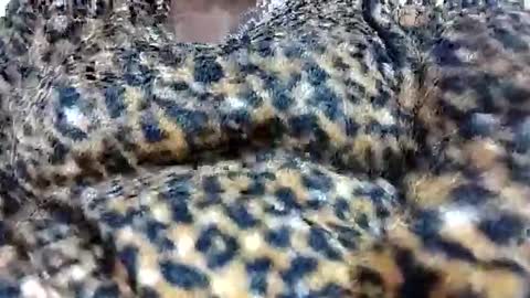 nora_roy246 online show from January 8, 2026, 5:54 am