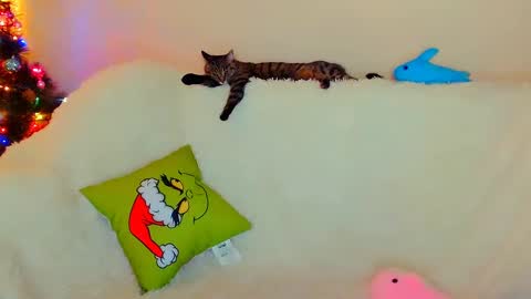 Snapshot of not_nakedcat chatting on December 26, 2024, 7:56 am hi glad to chat online show from December 26, 2024, 7:56 am