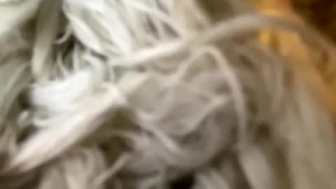 Poonshiner online show from December 3, 2024, 7:44 pm