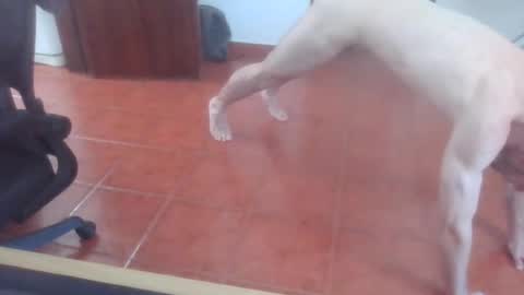 peter_coat online show from July 1, 2026, 12:40 pm