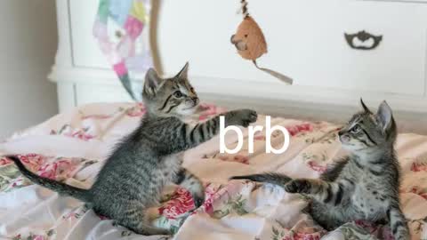 Kitty online show from November 6, 2025, 12:22 am