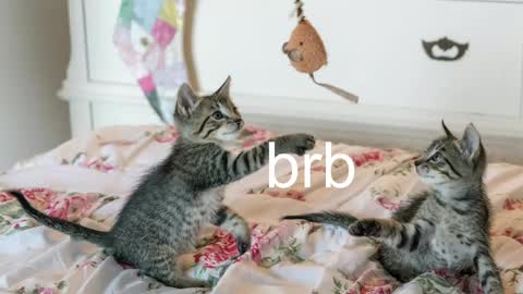 Kitty online show from May 1, 2026, 6:56 pm