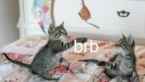Kitty online show from July 20, 2026, 7:05 pm