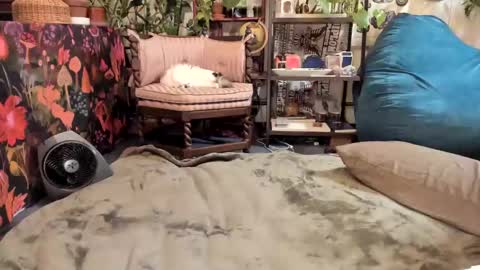 Snapshot of pluto_astrology chatting on January 19, 2025, 10:06 pm Goddess Pluto online show from January 19, 2025, 10:06 pm