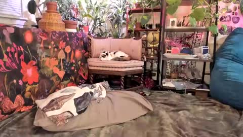 Snapshot of pluto_astrology chatting on January 31, 2025, 11:13 pm Goddess Pluto online show from January 31, 2025, 11:13 pm