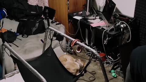 Pup Seth online show from October 19, 2025, 1:23 pm