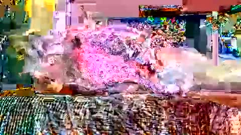 queenstonermami online show from February 2, 2026, 10:25 am