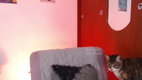 Snapshot of raventh_ chatting on July 2, 2026, 5:57 am raventh_ online show from July 2, 2026, 5:57 am