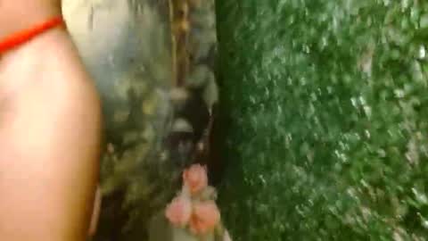 rosa online show from April 18, 2026, 2:59 am