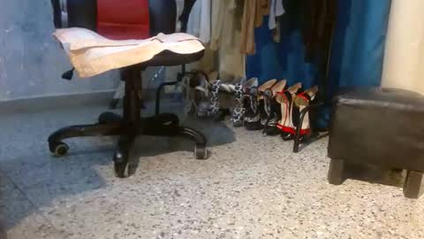 samanta online show from February 3, 2026, 11:15 am