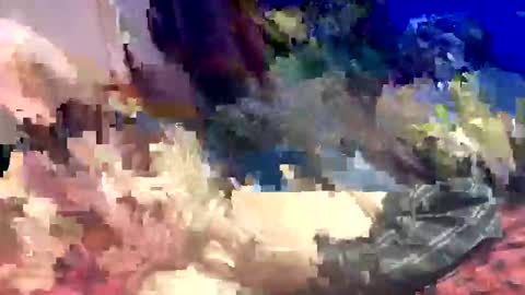 Shamroc online show from March 22, 2026, 12:58 am