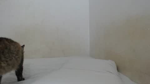 Snapshot of sirajones chatting on February 25, 2025, 12:47 am sirajones online show from February 25, 2025, 12:47 am