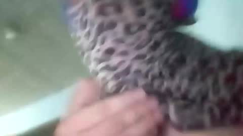 Snapshot of sissycrossdrese chatting on January 25, 2025, 2:14 pm sissycrossdrese online show from January 25, 2025, 2:14 pm