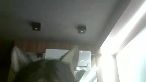 skinnykittencam online show from February 1, 2026, 4:00 am