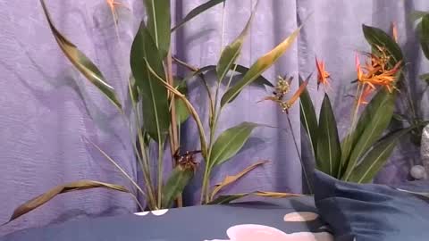 Snapshot of slcouple7 chatting on December 16, 2024, 12:15 am Slcouple online show from December 16, 2024, 12:15 am