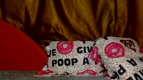 Snapshot of smileyyg chatting on March 2, 2026, 3:19 pm Noname online show from March 2, 2026, 3:19 pm