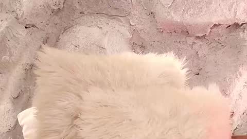 S T E L L A online show from February 1, 2026, 11:42 am