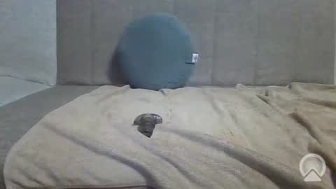 Snapshot of sub_12107 chatting on June 10, 2026, 8:41 pm sub_12107 online show from June 10, 2026, 8:41 pm