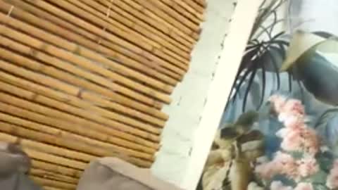 tacovegan4 online show from December 5, 2025, 5:20 pm