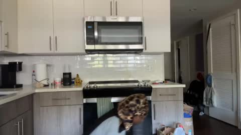 Sapphire the Vixen online show from April 10, 2026, 2:55 pm