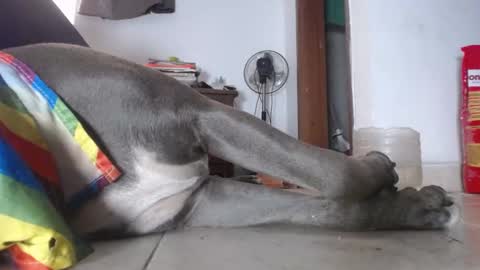   Thomas    online show from February 4, 2025, 3:04 pm