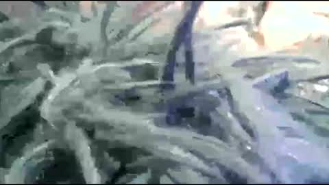 Snapshot of tooshort30w59675 chatting on February 17, 2026, 5:19 pm tooshort30w59675 online show from February 17, 2026, 5:19 pm