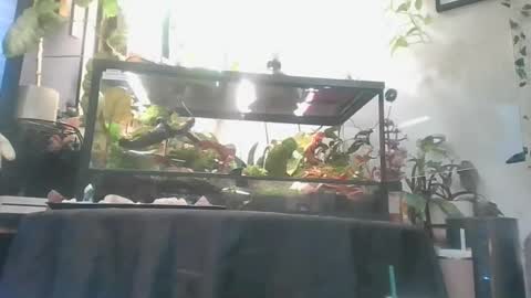 vanessa__foxx online show from December 1, 2025, 5:34 am