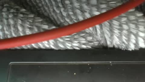 Snapshot of vwelad6969 chatting on March 12, 2025, 3:57 am hung boy online show from March 12, 2025, 3:57 am