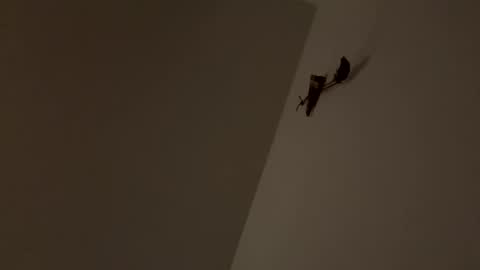 walter204 online show from November 9, 2025, 8:18 pm