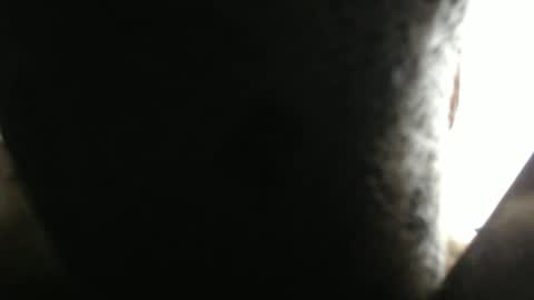 SHENIEL RODRIGUEZ online show from February 17, 2026, 5:41 pm