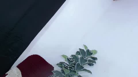 yams_kitty69 online show from November 22, 2025, 9:19 am