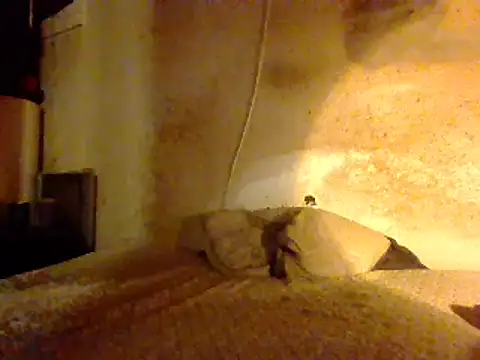 Nightshade7712 online show from February 27, 2025, 8:50 am